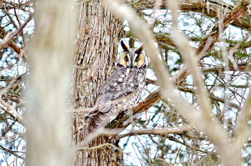 Long-eared Owl in the wild in Ontario, Canada