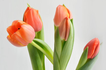 colorful tulip flowers background