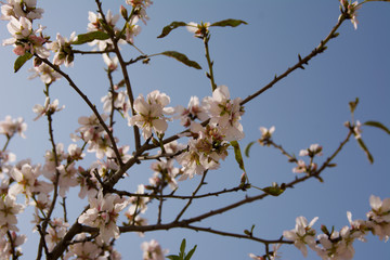 A closeup of an almond tree with pink flowers with bee