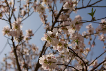 A closeup of an almond tree with pink flowers with bee