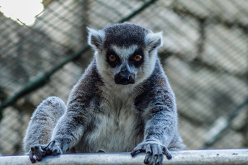 Closeup portrait of an enadangered cute ring tailed Lemur l Lemu