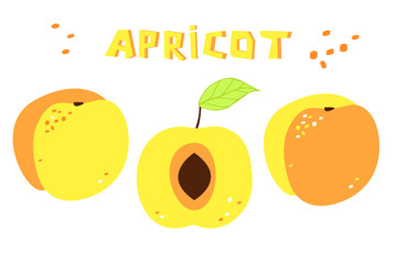 Collection of drawing of apricots: two whole fruit and one sliced apricot. Vector set of fresh food.