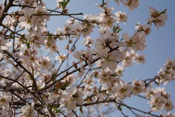 A closeup of an almond tree with pink flowers with bee