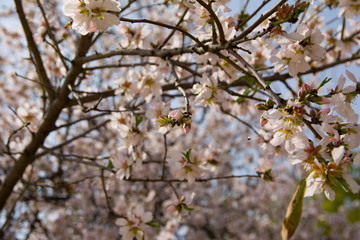 Obraz premium A closeup of an almond tree with pink flowers with bee
