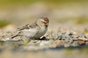 Arctic Redpoll - Acanthis hornemanni known in North America as the hoary redpoll, is a bird species in the finch family Fringillidae