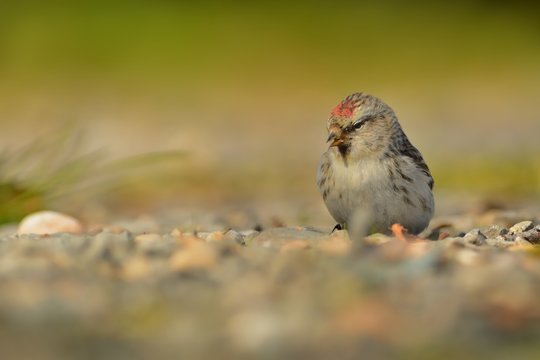 Arctic Redpoll - Acanthis hornemanni known in North America as the hoary redpoll, is a bird species in the finch family Fringillidae
