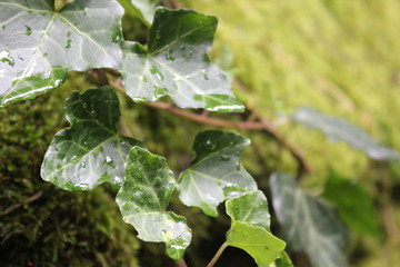 Vorontsov Park in the Crimea