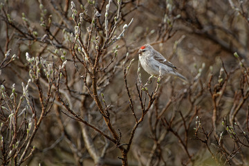 Arctic Redpoll - Acanthis hornemanni known in North America as the hoary redpoll, is a bird species in the finch family Fringillidae