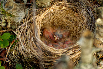 Nest of Redwing - Turdus iliacus  bird in the thrush family, Turdidae, native to Europe and Asia,...