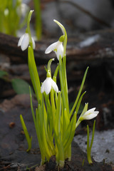 Snowdrop spring flowers. Vertical frame.