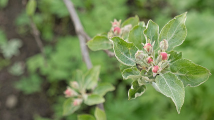 beautiful flowers on the apple tree in nature