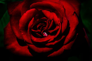 Naklejka premium Red rose with drops of dew on the petals