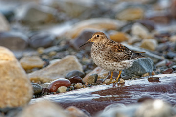 Purple Sandpiper - Calidris maritima - sitting on the red algae or rocky and stony seaside in the seacoast
