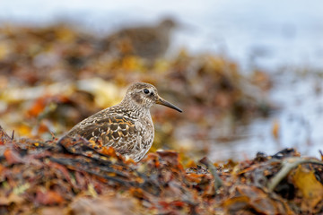 Purple Sandpiper - Calidris maritima - sitting on the red algae or rocky and stony seaside in the seacoast