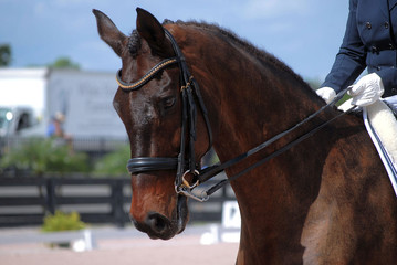 Obraz premium Detail of dressage horse and rider competing. The horse is brown with a leather bridle.The riders hands are visible. It is a sunny day.