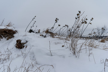 Winter trees landscape snow plants 
