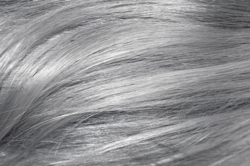 Gray hair as background, texture. One of the popular shades of hair coloring