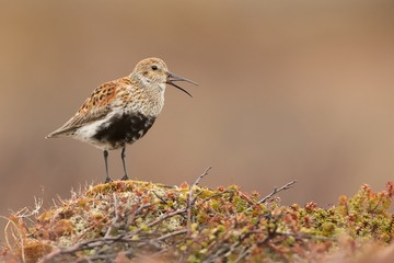 Dunlin - Calidris alpina small wader, sometimes separated with the other 