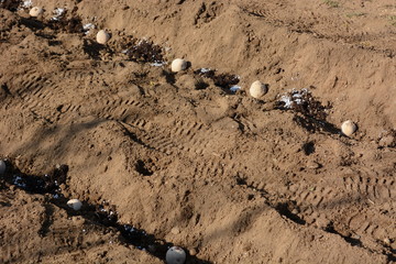 Planting seed potatoes / Kitchen garden