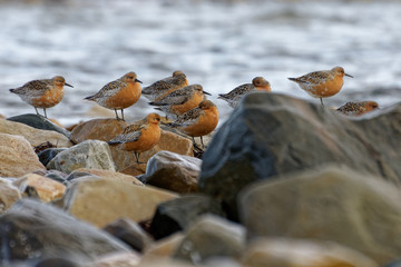 The flock of Red Knot - Calidris canutus is a medium-sized shorebird