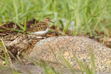 Temminck's Stint (Calidris temminckii) on the beach in Norway.