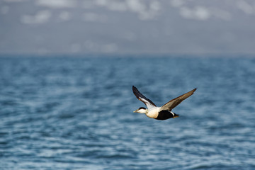 Fototapeta na wymiar Flying Common Eider - Somateria mollissima is a large sea-duck that is distributed over the northern coasts of Europe, North America and eastern Siberia