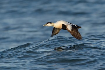 Flying Common Eider -  Somateria mollissima is a large sea-duck that is distributed over the northern coasts of Europe, North America and eastern Siberia