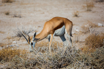 Grazing Springbok (Antidorcas marsupialis) inside Etosha National Park, Namibia