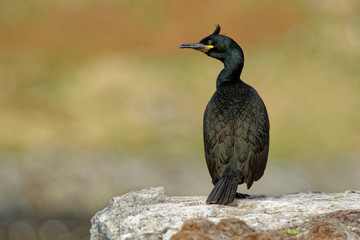 European Shag -  Phalacrocorax aristotelis is a species of cormorant. It breeds around the rocky...