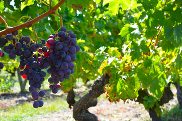 Wine Grapes on the Vine