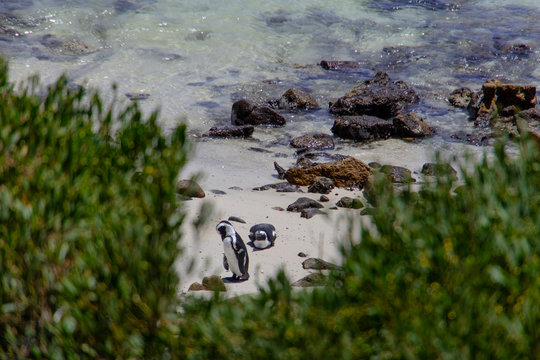 Penguins in Simons Town, Western Cape