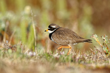 Common Ringed Plover - Charadrius hiaticula  a small plover that breeds in Arctic Eurasia in the meadow