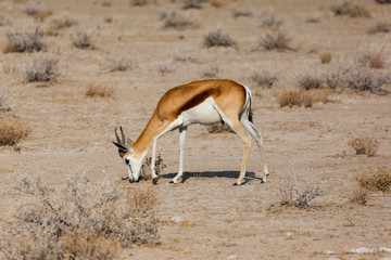 Grazing Springbok (Antidorcas marsupialis) inside Etosha National Park, Namibia