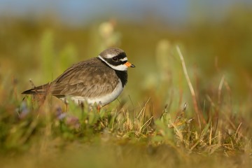 Common Ringed Plover - Charadrius hiaticula  a small plover that breeds in Arctic Eurasia in the meadow