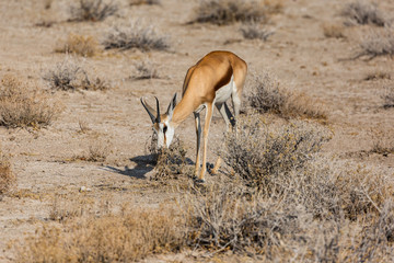 Grazing Springbok (Antidorcas marsupialis) inside Etosha National Park, Namibia