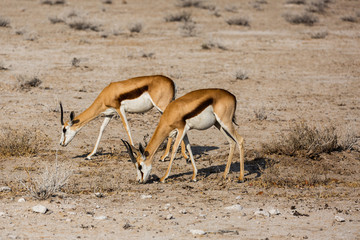 Grazing Springbok (Antidorcas marsupialis) inside Etosha National Park, Namibia