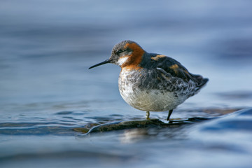 Red-necked Phalarope - Phalaropus lobatus at morning from Varanger with blue background