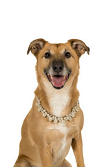 Mixed breed dog wearing  pearl collar isolated  white background looking camera