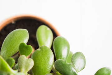 Beautiful heart shape of leaves plant tree green with copy space for text, selective focus