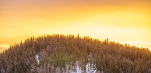 Boreal Forest Dawn - Morning Glow