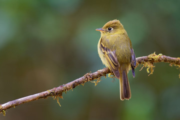 Yellowish Flycatcher - Empidonax flavescens - small passerine bird in the tyrant flycatcher family. It breeds in highlands from southeastern Mexico south to western Panama - obrazy, fototapety, plakaty