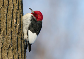 Pic à tête rouge / red-head woodpecker