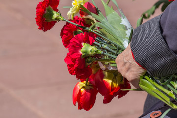 Red spring flowers in the hand of an elderly woman-a veteran of the great Patriotic war. Victory day-flowers for a war veteran. Red carnations and tulips may 9.