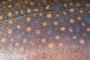 Brook Trout Skin - Char Skin - Light Dots on Dark Skin