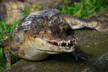Crocodile. The nature inside an enclosed park in the city of Manaus, Amazonas-Brazil, with animals and vegetation of the Amazon.