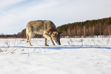Fototapeta na wymiar A full-grown gray wolf sneaks along a snowy winter field amid a forest