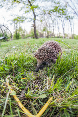 hedgehog in grass