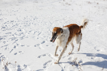 Russian Borzoi dog runs through a snowy field in winter