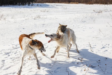 Plakat Fight of two hunting dogs of a dog and a gray wolf in a snowy field.