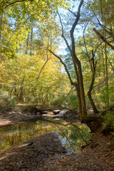 Fototapeta na wymiar Stream in Mistletoe State Park, Georgia